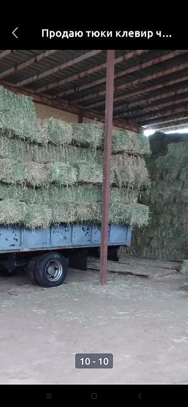 Үй жаныбарлары: Продаю тюки чистый клевер второй и третий кос без доставки с места — 5