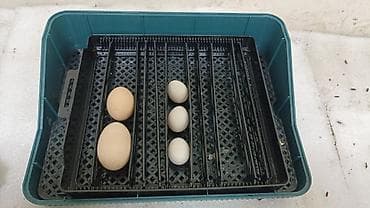 Оборудование для производства: Инкубатор WONEGG для яиц птицы(25шт) Обмен на курей - Электронный — 2
