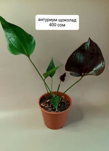 лампы для растений: Продаю взрослые хойи: Лиза, кудрявая, калистофила, церопегию — 9