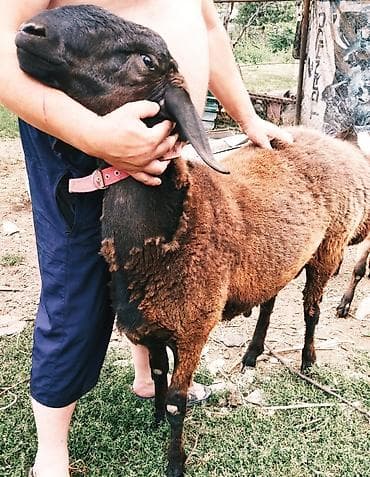 продаю животных: Продаю | Овца (самка) | Для разведения — 1