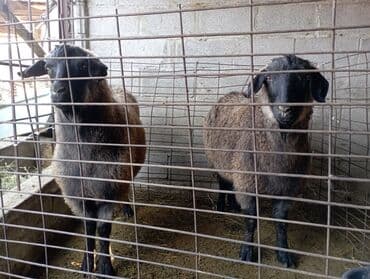 корма для сх животных: Продаю | Козёл (самец) | Полукровка — 3