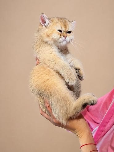 черепаховая кошка цена: Свободна Шикарная Британская девочка🧿 Международный ветеринарный — 3