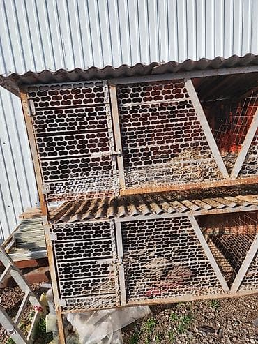 сколько стоят хаски: Продам кролятники на первых фото за 4000 на следующих за 1000 — 3