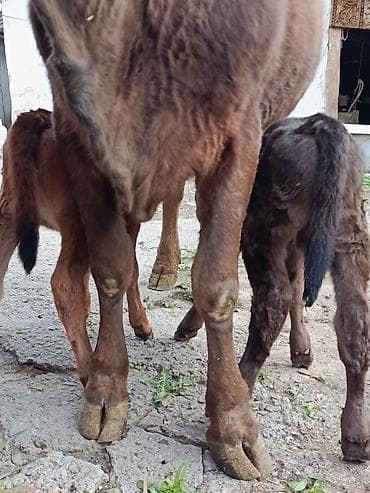 куры хайсекс: Продаю | Корова (самка) | Для молока | После отела — 1