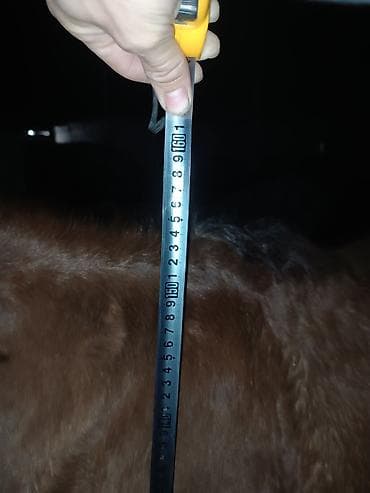 собаки лайки: Продаю | Жеребец | Рабочий — 5