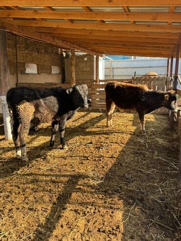 собаки бишкек: Продаю | Музоо, торпок | На откорм — 1