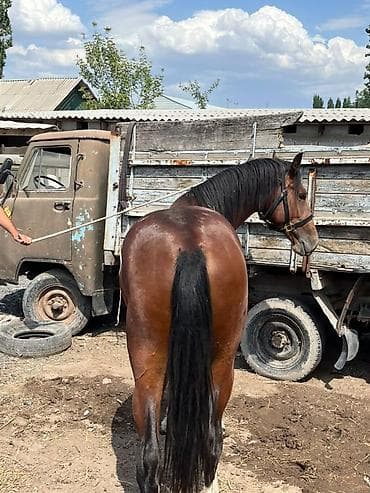 скачка ээр: Продаю | Жеребец | Рабочий — 6