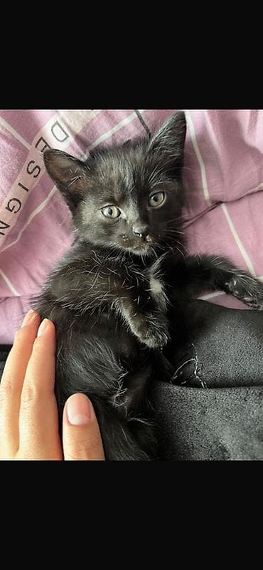 Животные: Котята от домашней кошки Описание: - Милые котята 1 помёта: тигровый — 4