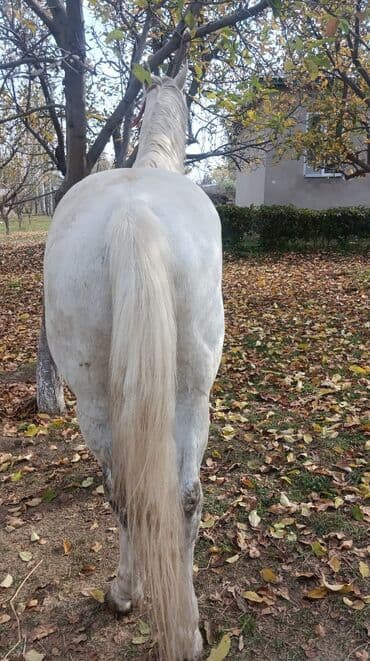 сколько стоит кролик домашний: Сатам | Байтал | Жумушка | Мерин — 2