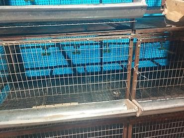 клетка для перепел: Трëхярусная клетка для содержания перепёлок/цыплят - Конструкция — 5