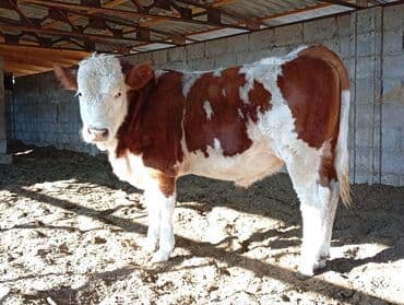 зоосалон грумира бишкек: Сатам | Бука (эркек) | Бордоп семиртүү үчүн | Асыл тукумдуу — 3