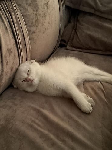 лысый кот: Шотландский вислоухий котёнок, окрас белый (cream/white). Круглая — 3