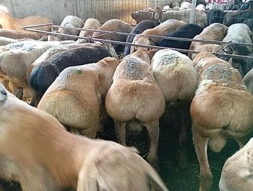 курдючные бараны: Продаю | Овца (самка) | Для разведения | Племенные — 8