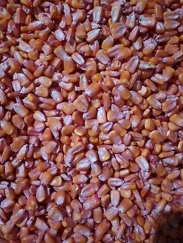 мука 25 кг цена: Семена кукурузы (посевной материал) - Фасовка: мешки по 25 кг — 6