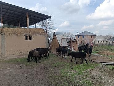 С/х животные и товары: Продаю | Ягненок | Арашан | Для разведения | Ярка — 4