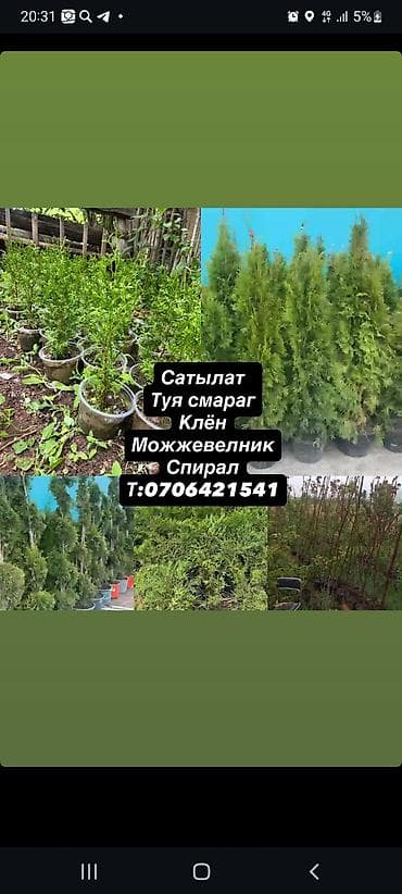 Рассада хвойников в контейнерах (туя/можжевельник, молодые саженцы