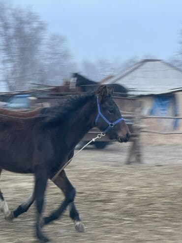 шотландская вислоухая кошка цена бишкек: Продаю | Жеребец, Жеребенок | Полукровка, Английская | Конный спорт — 5