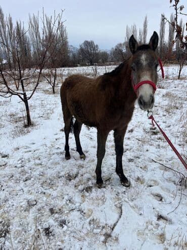 собака дом: Продаю | Жеребенок — 2