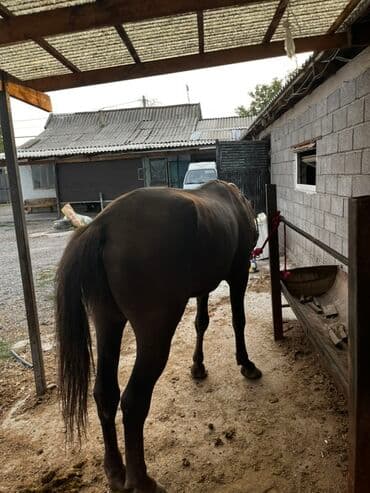 отдам породистую собаку: Продаю | Кобыла (самка) | Рабочий — 4