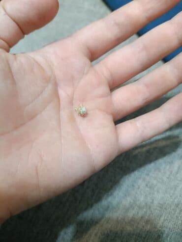 саженцы плодовые: Традесканция многоцветная . С цветком 400 сомбез цветка 300 сом — 5