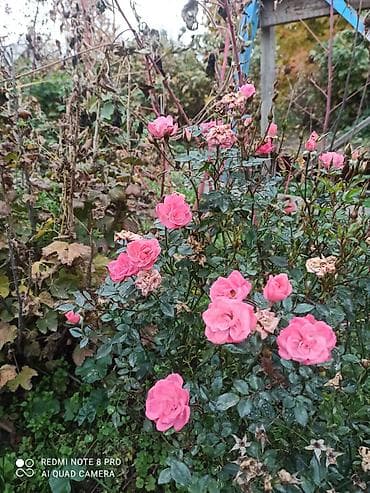 Упаковочные товары: Саженцы для сада: розы, хризантемы и чёрная смородина - Розы садовые — 2