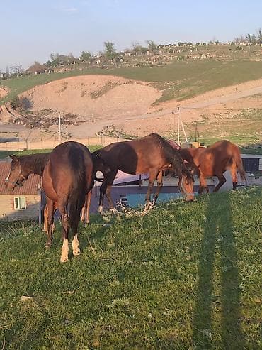 конный двор: Продаю | Кобыла (самка) | Для разведения | Племенные — 7