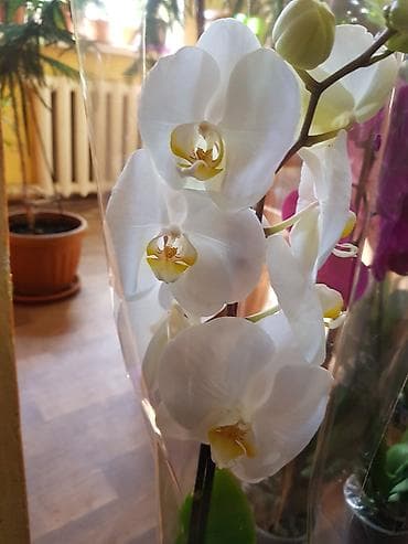 оптом дешево: Комнатные цветочки к 8 марта, высшего качества оптом и в розницу — 10