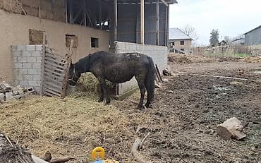 паран: Продаю | Кобыла (самка), Конь (самец), Жеребец | Полукровка, Першерон, Дончак | Рабочий | Племенные — 4