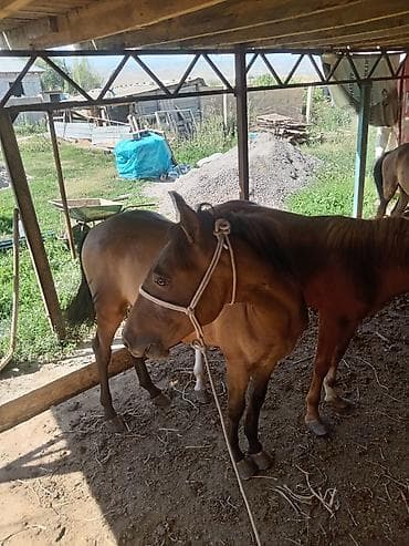 Продаю | Жеребец at lalafo.kg Продаю | Жеребец
