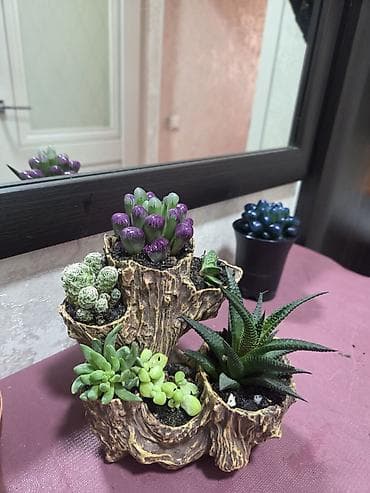 Комнатные розы: Композиция из суккулентов в многоярусном кашпо - Состав: несколько — 5