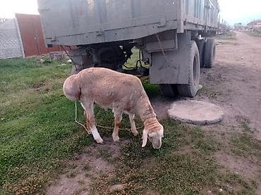 Продаю | Баран (самец) | Арашан | Для разведения | Осеменитель