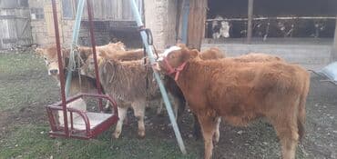 объявления о пропаже животных: Продаю | Бык (самец) — 10