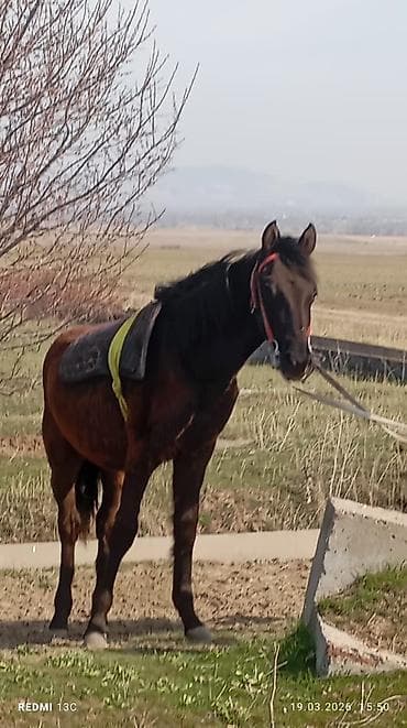 кой дорпер: Продаю | Жеребенок — 4