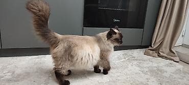 scottish fold: Кошка игривая ласковая 1 год .колор‑пойнт. Ходит строго в лоток — 2