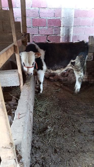 дойные коровы кара балта: Продаю | Бык (самец) | Симментальская | На откорм | Привязанные — 5