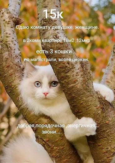 столовый арендага: 18 м², С мебелью — 2