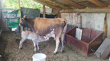 карова малоко: Продаю | Корова (самка) | Полукровка | Для молока | После отела — 1