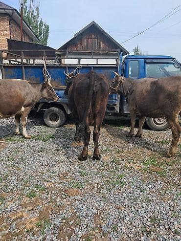 коровы самка: Продаю | Корова (самка) | Полукровка | Для молока | Привязанные — 1