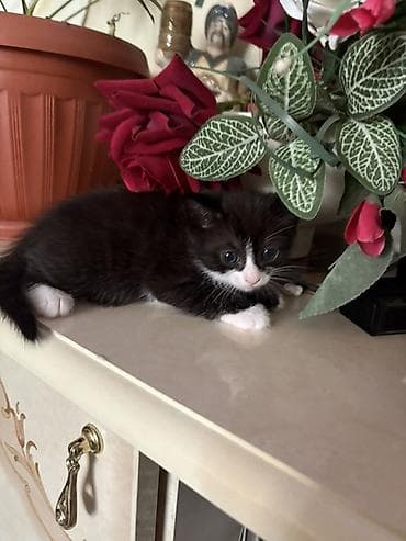 Иттер: Мышык бекер берилет: Породасыз, Ургаачы, Лотокко барууга үйрөтүлгөн — 1