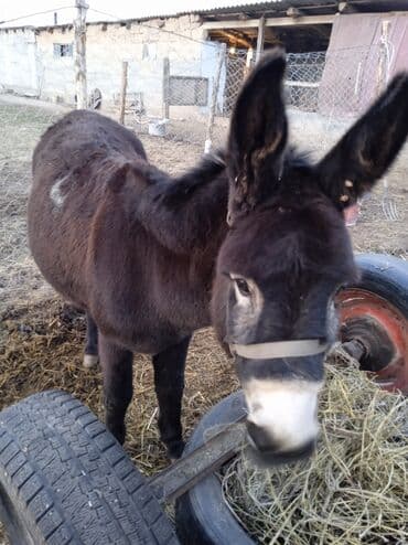 Кемирүүчүлөр: Домашний осёл, тёмной масти с белой мордой. Компактный, выносливый — 2