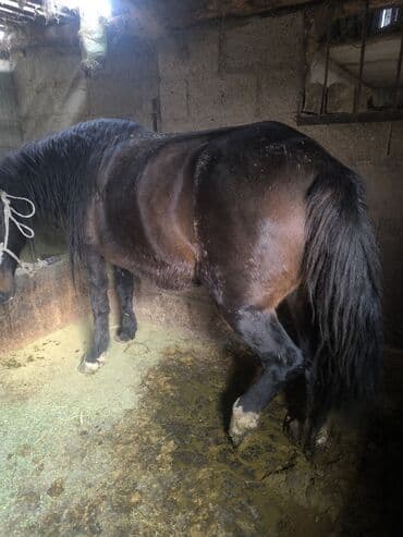 рыбы в кыргызстане: Продаю | Кобыла (самка) | На забой — 1