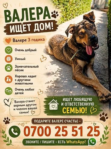 годик: Собака даром: 3 года, Самец, С прививкой — 1