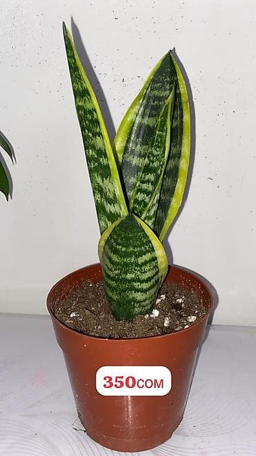эластика: Комнатные растения в горшках: 1) Фикус эластика (Rubber Plant) - — 6