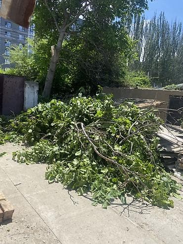 даром женские вещи: Отдам даром деревья на дрова — 2