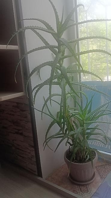 монстера купить: Алоэ древовидное (Aloe arborescens) в горшке - Крупное взрослое — 1