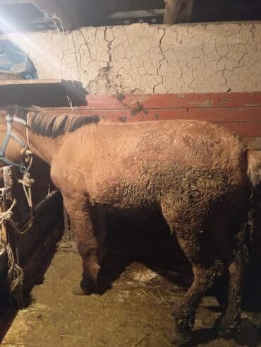 в добрые руки собаку: Продаю | Конь (самец) | На забой — 1