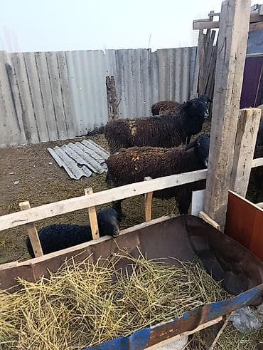 Индюки: Продаю | Овца (самка) | Эдильбаевская | Для разведения | Матка — 2