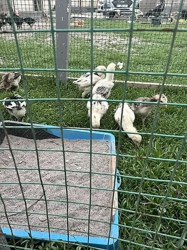 кормовые добавки: Продаю | Цыплята | Для разведения — 3