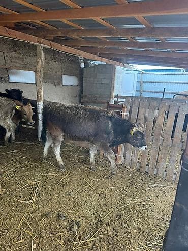 арзан иттер: Сатам | Бука (эркек) | Бордоп семиртүү үчүн — 6