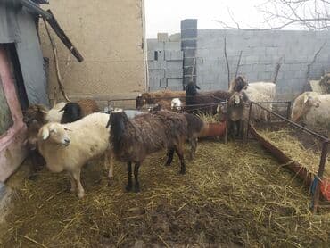 Ветеринар кызматы: Сатам | Ургаачы кой (ургаачы) | Көбөйтүү үчүн | Ургаачы — 2